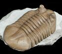 Large Asaphus Kotlukovi Trilobite #6446-3